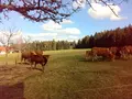Direkt vom Bauernhof Familie Broghammer in Schramberg-Heiligenbronn Direkt vom Bauernhof Familie Broghammer in Schramberg-Heiligenbronn